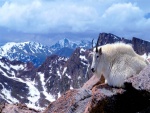 Cabra blanca en el Monte Evans (Colorado)