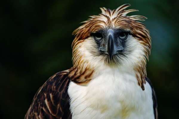 Águila monera (Pithecophaga jefferyi)