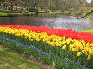Postal: Narcisos amarillos y tulipanes rojos en los jardines de Keukenhof