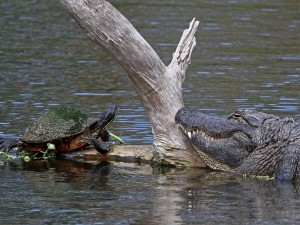 Una tortuga y un cocodrilo sobre el mismo tronco en el agua