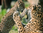 Cachorro de leopardo jugando con mamá