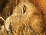 La cabeza de un león sobre la hierba seca