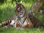 Cachorro de tigre lamiendo a su mamá