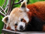 Panda rojo tumbado sobre una tabla