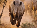 Rinoceronte corriendo