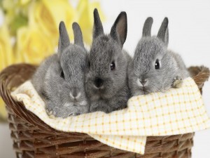 Postal: Tres lindos conejos grises dentro de una cesta