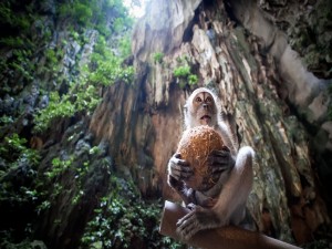 Mono sosteniendo un coco