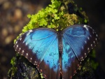 Gran mariposa azul posada en una roca