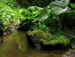 Pequeño río entre un bosque verde