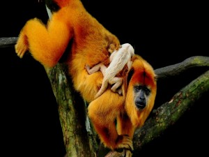 Postal: Un mono naranja con su pequeña cría sobre el lomo