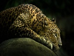 Leopardo tumbado sobre una roca