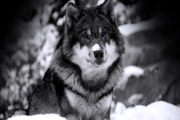 Un hermoso lobo con nieve sobre el hocico