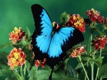 Mariposa azul y negra sobre unas flores