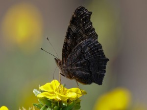 Mariposa oscura sobre una flor amarilla