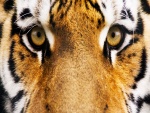 Intensa mirada de un tigre