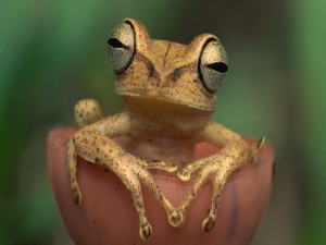 Una rana de grandes ojos