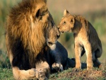 Cachorro de león besando a papá