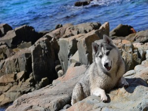 Un husky entre las rocas