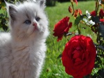 Gatito blanco junto a un rosal