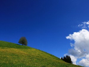 Postal: Cielo azul sobre un campo verde
