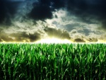Amanecer en un campo de maíz