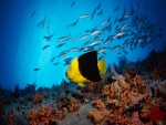 Pequeños peces junto a un pez amarillo y negro