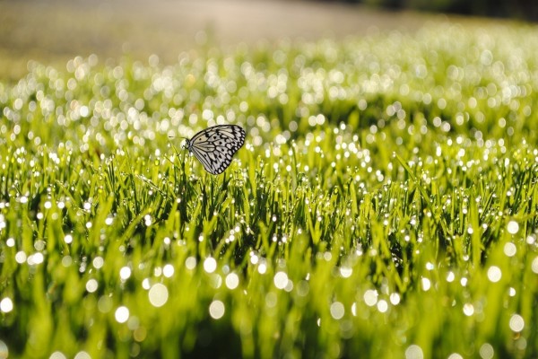 Mariposa sobre la brillante hierba