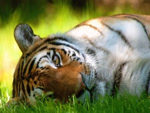 Postal: Tigre descansando sobre la hierba
