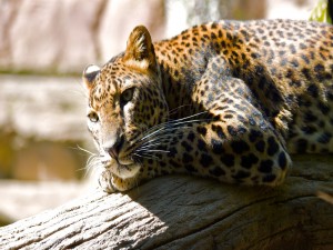Postal: Leopardo calentando su cuerpo al sol