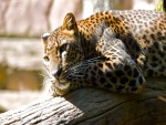 Leopardo calentando su cuerpo al sol