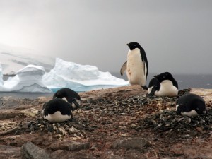 Una colonia de pingüinos