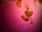 Un grupo de medusas