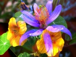 Flores de colores 3D