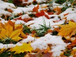 Nieve sobre las hojas secas