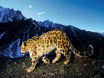 Leopardo caminando bajo unas grandes montañas