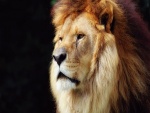 La cara de un hermoso león