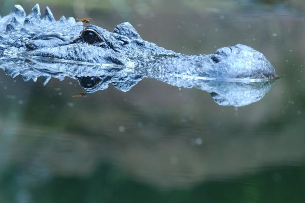 Libélula posada en la cabeza de un cocodrilo