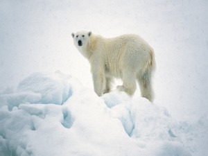 Postal: Nieva sobre un oso polar
