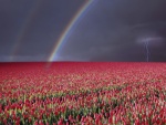 Arcoíris y rayos sobre un gran campo de tulipanes