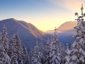 Hermoso paisaje con pinos cubiertos de nieve