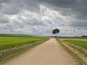 Postal: Árbol junto a un camino de tierra