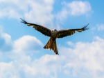 Águila volando en un cielo azul