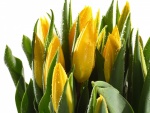 Hermosos capullos de tulipanes amarillos