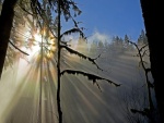 Reflejo de la fuerza del sol sobre un bosque