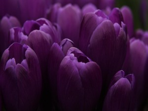Tulipanes color púrpura