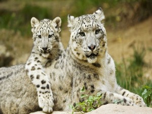 Pequeño leopardo de las nieves junto a su madre