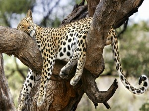 Postal: Leopardo dormido entre dos gruesas ramas