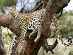 Leopardo dormido entre dos gruesas ramas