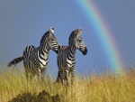 Dos cebras junto a un arcoíris