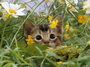 Gato escondido entre las flores silvestres
